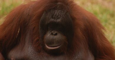 Visit Borneo animal, monkey, orang utan