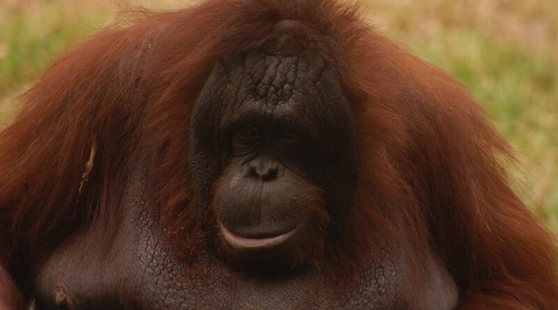 Visit Borneo animal, monkey, orang utan