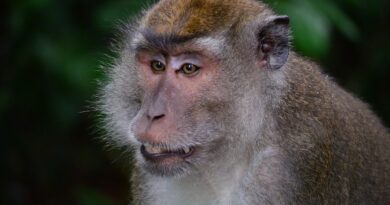 makake, macaque, monkey