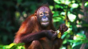 Borneo wildlife tours