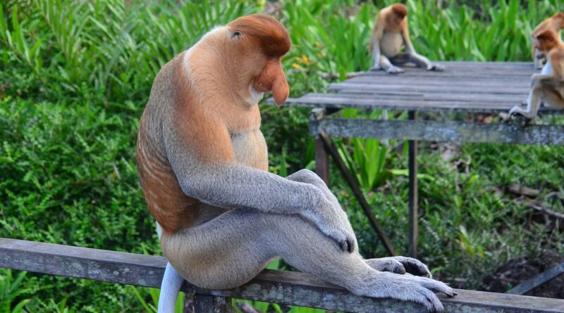 proboscis monkey, proboscis, borneo-212825.jpg